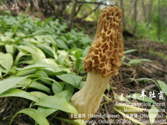 Morchella americana