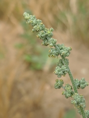 Chenopodium pratericola