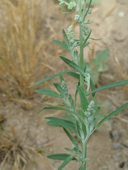 Chenopodium pratericola