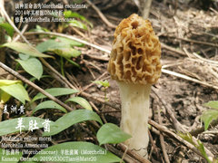 Morchella americana