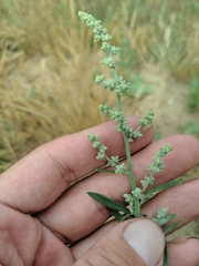 Chenopodium pratericola