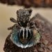 Maratus fimbriatus - Photo (c) Laurence Sanders, alguns direitos reservados (CC BY-NC-SA), uploaded by Laurence Sanders