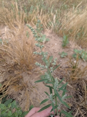 Chenopodium pratericola