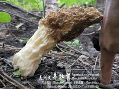 Morchella americana