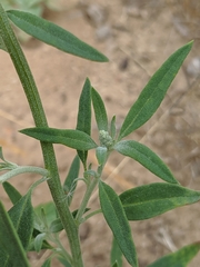 Chenopodium pratericola