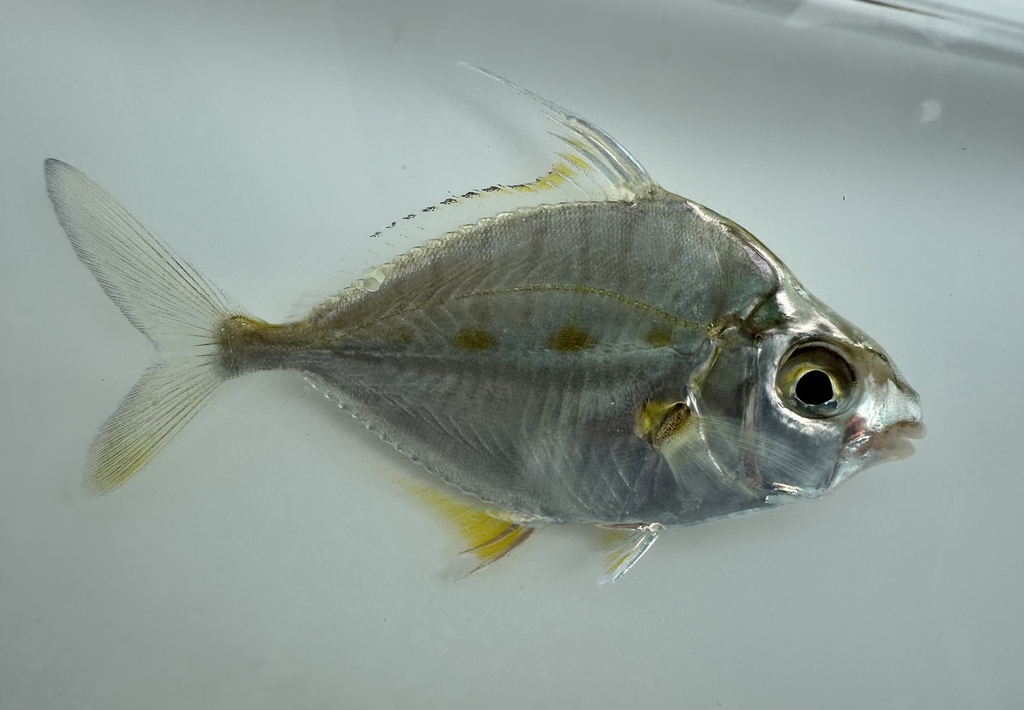 Threadfin Ponyfish