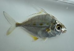 Threadfin Ponyfish photo 1
