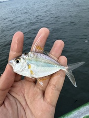 Longspine Ponyfish photo 3