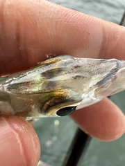 Longspine Ponyfish photo 2