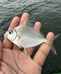 Jones' Ponyfish photo 2