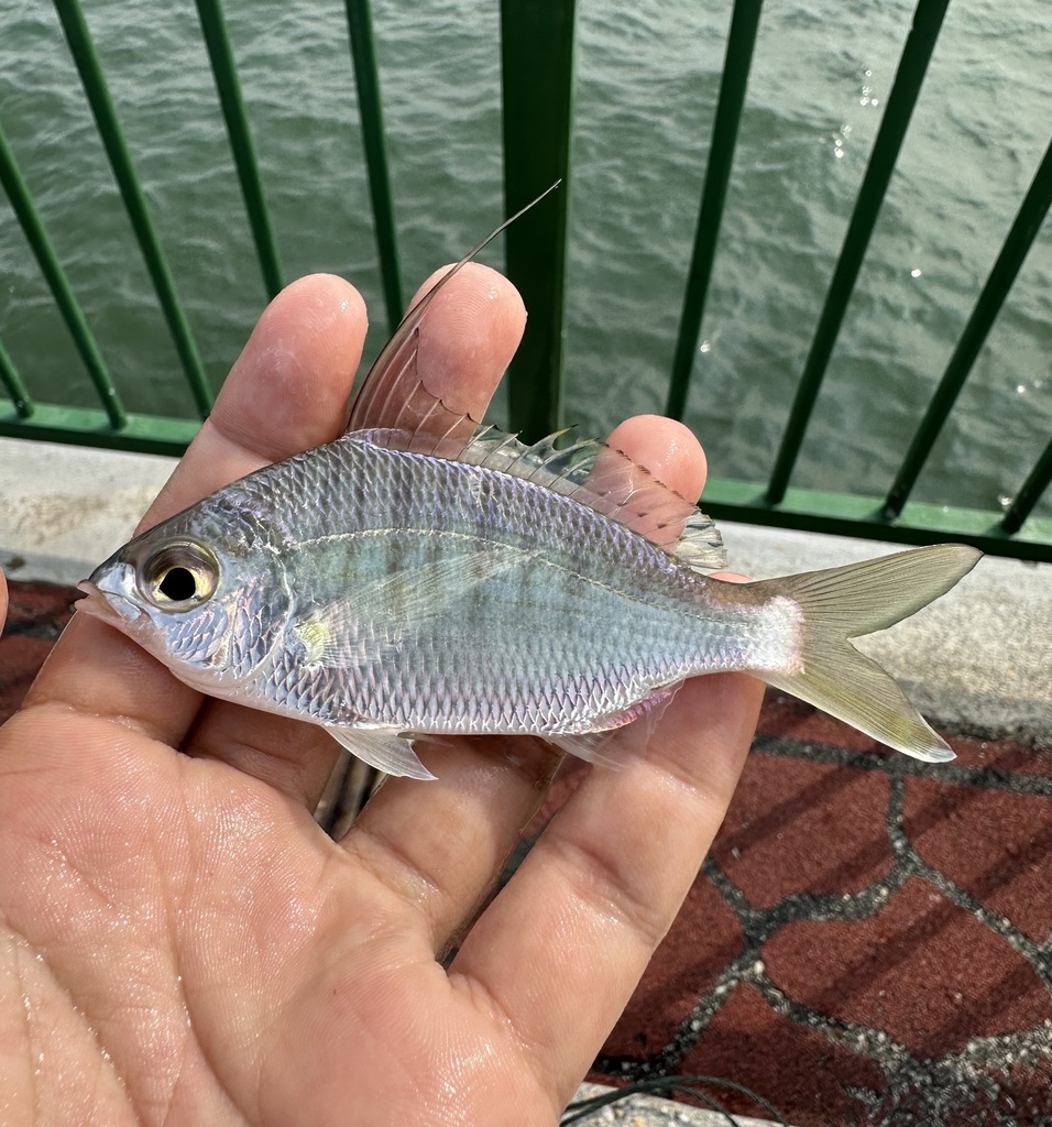 Long-Rayed Mojarra