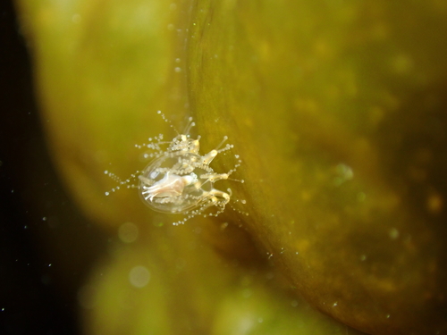 Cladonema radiatum observed 2024-07-07