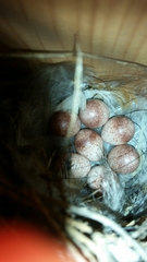 Troglodytes aedon parkmanii