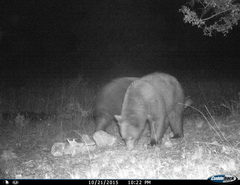 Ursus americanus machetes