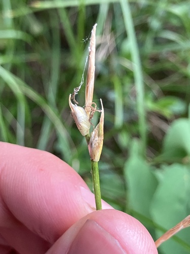 Image of Carex geyeri by (c) anguspritchard, some rights reserved (CC BY)
