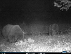 Ursus americanus machetes