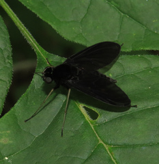 Chrysopilus velutinus