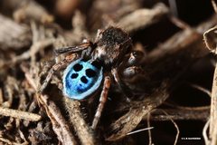 Maratus nigromaculatus