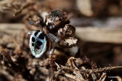 Maratus nigromaculatus