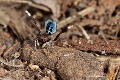 Maratus nigromaculatus
