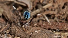 Maratus nigromaculatus