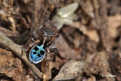 Maratus nigromaculatus