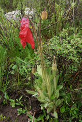 Meconopsis punicea