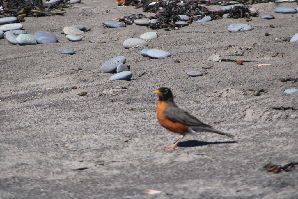 Northwestern Robin