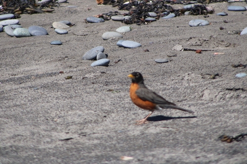 Northwestern Robin