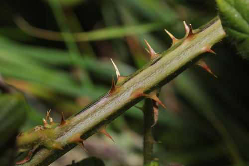 Image of Rubus polyanthemus by no rights reserved