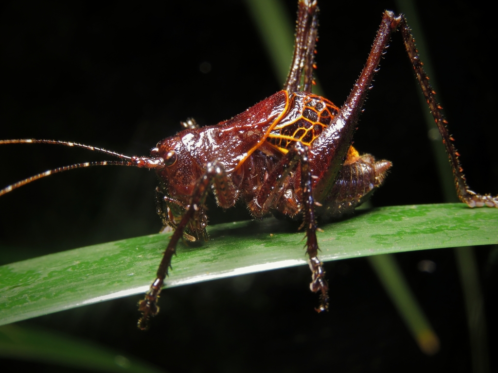 Fierce Predatory Katydids