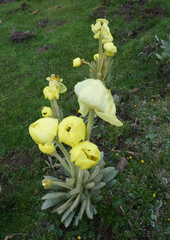 Meconopsis georgei