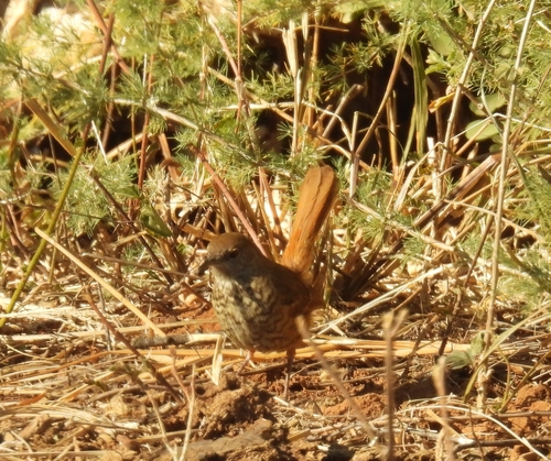Barred Wren-Warbler