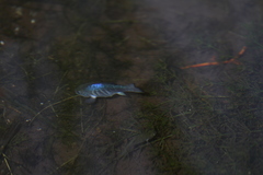 Cyprinodon nevadensis shoshone