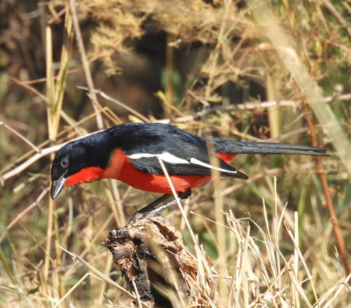 Crimson-breasted Gonolek