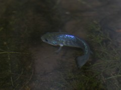 Cyprinodon nevadensis shoshone