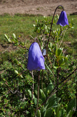 Meconopsis violacea