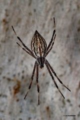Argiope ocyaloides
