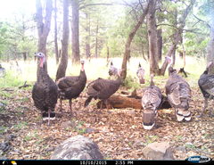 Meleagris gallopavo mexicana