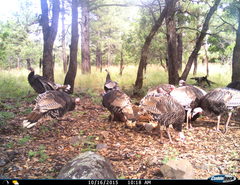 Meleagris gallopavo mexicana