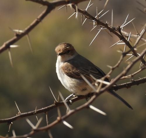 Bushveld Marico Flycatcher