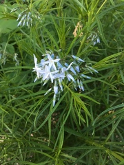 Amsonia ciliata