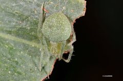 Araneus circulissparsus