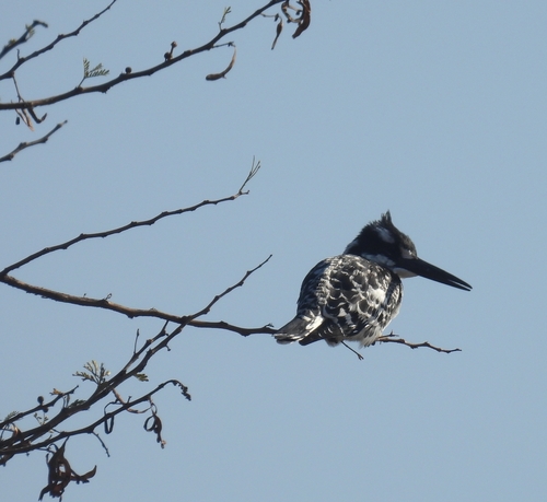 African Pied Kingfisher