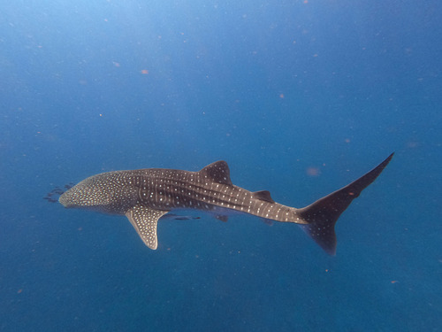 Whale shark