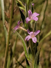 Epilobium densiflorum