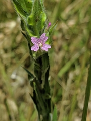 Epilobium densiflorum