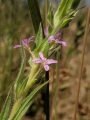 Epilobium densiflorum