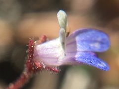 Collinsia