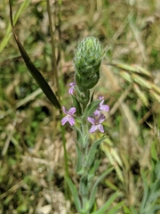Epilobium densiflorum